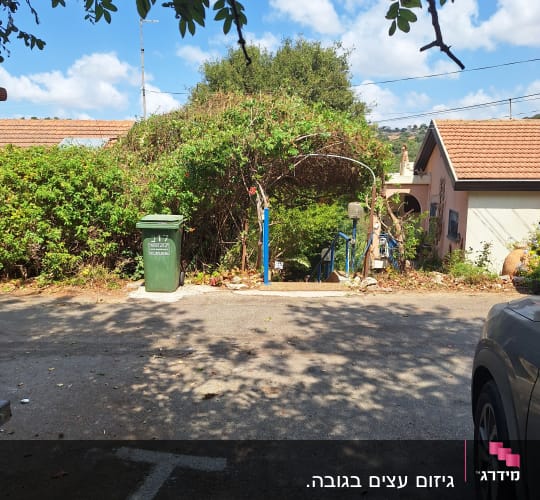 שיחים ועצים בחצר עם שמיים כחולים